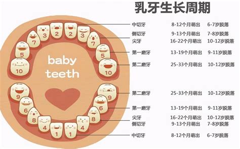 小朋友出大牙|宝宝出牙的顺序是什么？有哪些注意事项？